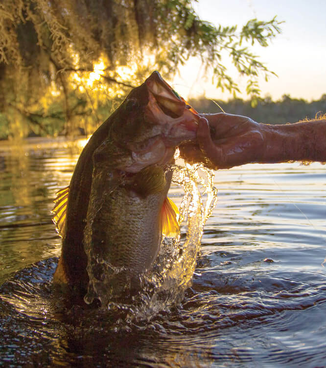 Angler landet einen Schwarzbarsch am Wasser.