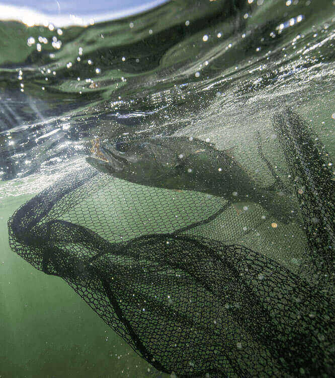 Barsch wird in einem Unterfangkescher aus dem Wasser gehoben.