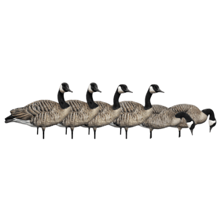 Avian-X AXP Ganzkörper-Kanadagans-Köder Honker 6er-Pack